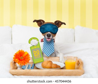 Jack Russell Dog In Hotel  Having Room Service With Do Not Disturb Sigh  In Paw With Breakfast In Bed , Eyes Covered By An Eye Mask