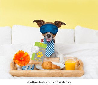 Jack Russell Dog In Hotel  Having Room Service With Key Card In Paw With Breakfast In Bed