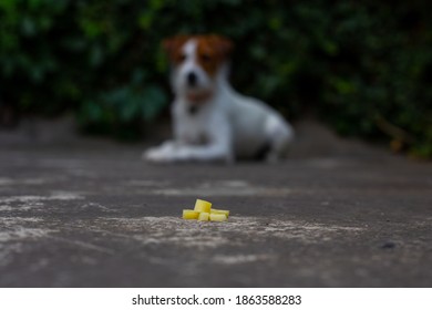 Jack Russell Dog Laying Down Waiting For Cheese Treat In The Yard. Trained Dog