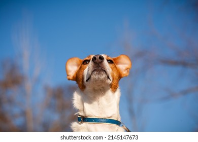 Jack Russell Dog Looks Into The Distance. Strong Wind, Ears Turned Out