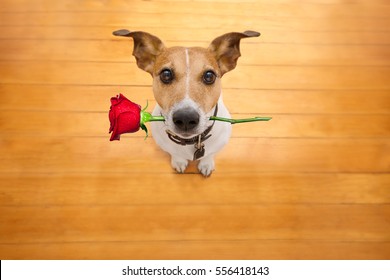 
Jack russell dog in love on valentines day, rose in mouth, cool gesture, isolated on wood background