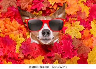 jack russell dog , lying on the ground full of fall autumn leaves, looking at you and lying on the back torso, wearing funny sunglasses