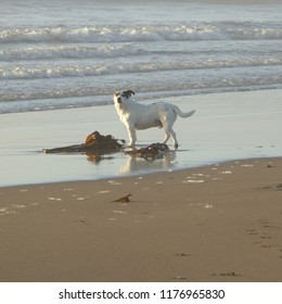 Jack Russell Dog On Bigbury Beach Devon UK