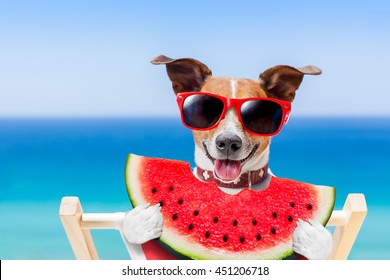 jack russell dog  on hammock at the beach relaxing  on summer vacation holidays,  eating a fresh juicy watermelon