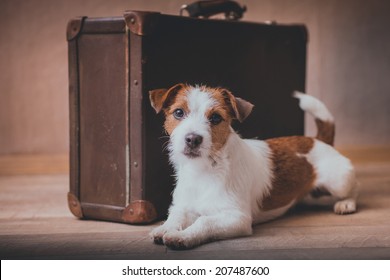 Jack Russell Dog On A Suitcase