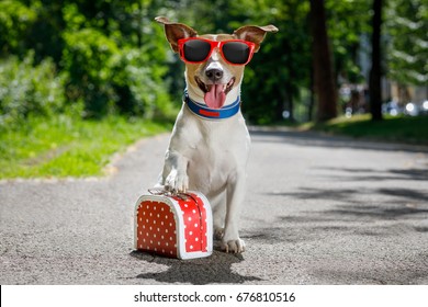 jack russell dog ready for summer holidays vacation with luggage or a bag