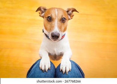 Jack Russell Dog Ready For A Walk With Owner Or Hungry ,begging On Lap , Inside Their Home