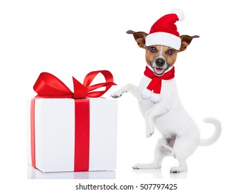 jack russell dog with red  christmas santa claus hat  for xmas holidays and a gift or present box