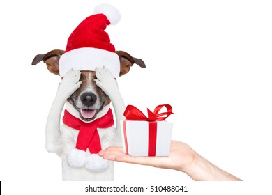 Jack Russell Dog With Red  Christmas Santa Claus Hat  For Xmas Holiday Hiding With Closed Eyes ,excited And Surprised For The Gift Or Present Box