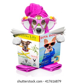 jack russell dog relaxing  with beauty mask and reading a magazine or newspaper at spa wellness center