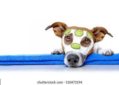 Jack Russell Dog Relaxing  With Beauty Mask In  Spa Wellness Center , Moisturizing Cream Mask And Cucumber , Isolated On White Background