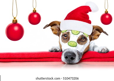 jack russell dog relaxing  with beauty mask in  spa wellness center , moisturizing cream mask and cucumber , isolated on white background, for xmas or christmas holidays