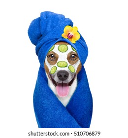 jack russell dog relaxing  with beauty mask in  spa wellness center , moisturizing cream mask and cucumber , isolated on white background