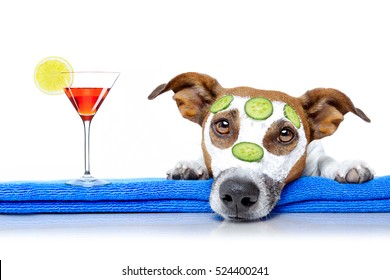 jack russell dog relaxing  with beauty mask in  spa wellness center , moisturizing cream mask and cucumber , isolated on white background, with cocktail drink