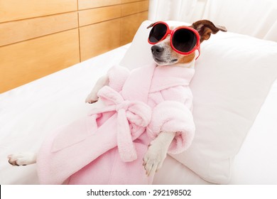 jack russell dog relaxing  and lying, in   spa wellness center ,wearing a bathrope and funny sunglasses