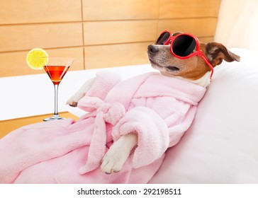 jack russell dog relaxing  and lying, in   spa wellness center ,wearing a  bathrobe and funny sunglasses , martini cocktail included