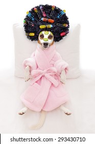 Jack Russell Dog Relaxing  And Lying, In   Spa Wellness Center ,getting A Facial Treatment With  Moisturizing Cream Mask And Cucumber And Hair Rollers