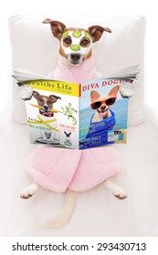 jack russell dog relaxing  and lying, in   spa wellness center ,getting a facial treatment with  moisturizing cream mask and cucumber, while  reading a magazine or newspaper
