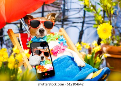 jack russell dog relaxing on a fancy red  hammock with sunglasses in summer or spring  vacation holidays  taking a selfie with smartphone mobile device