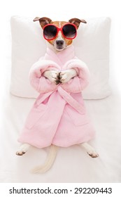 jack russell dog relaxing  with a prayer yoga pose with paws, in a spa wellness center, wearing a  bathrobe and sunglasses