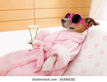 jack russell dog relaxing  in spa wellness center with bathrobe 