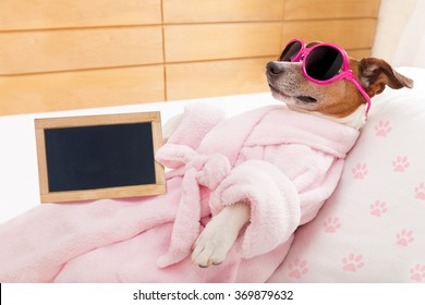 jack russell dog relaxing in spa wellness center wearing a bathrobe with banner or placard

