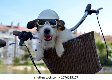 JACK RUSSELL DOG SITTING IN A  BASKET BICYCLE ON SUMMER DAYS WEARING AN HELMET AND SUNGLASSES