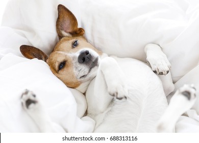 Jack Russell Dog  Sleeping On The Blanket In Bed In   Bedroom, Ill ,sick Or Tired, Eyes Open