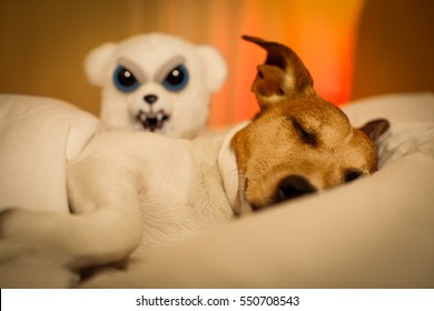 Jack Russell Dog  Sleeping Under The Blanket In Bed The  Bedroom, Ill ,sick Or Tired,having A Nightmare Or Bad Dream (LOW LIGHT PHOTO)