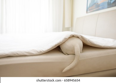 Jack Russell Dog  Sleeping Under The Blanket In Bed The  Bedroom, Ill ,sick Or Tired, Sheet Covering Its Body Showing Only Tale