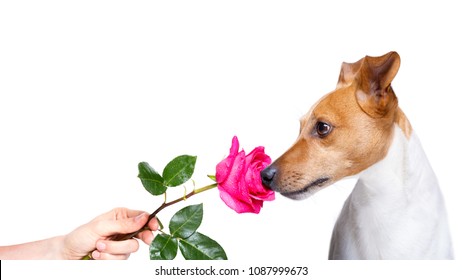 Jack Russell Dog Smelling A Pink Red Rose , In Love With His Owner, For Valentines