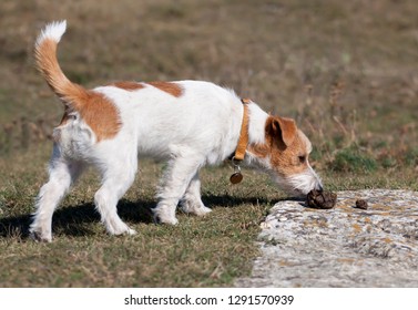 Jack Russell Dog Sniffing In The Grass