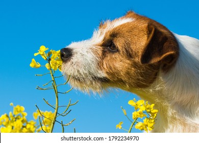 Jack Russell Dog Sniffing Yellow Wraps Flowers Outside