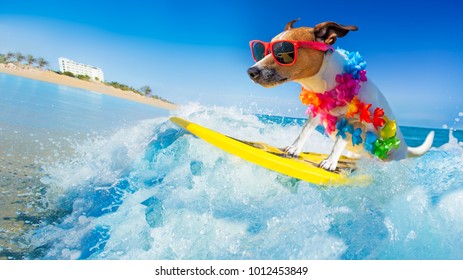jack russell dog surfing on a wave , on ocean sea on summer vacation holidays, with cool sunglasses and flower chain - Shutterstock ID 1012453849
