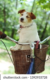 JACK RUSSELL DOG TRAVELING  IN A BICYCLE OR BIKE BASKET CARRIER ON NATURAL GREEN BACKGROUND