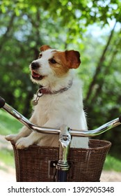 JACK RUSSELL DOG TRAVELING  IN A BIKE OR BICYCLE  BASKET CARRIER ON NATURAL GREEN BACKGROUND