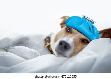 Jack Russell Dog Very Sick And Ill With Ice Pack Or Bag On Head,  Suffering, Hangover And Headache, Resting On Bed