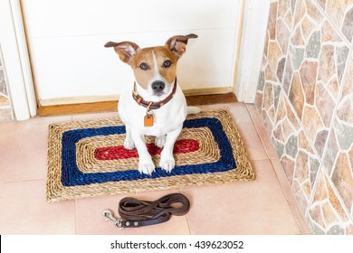 Jack Russell Dog Waiting  At The Door For Owner   To Go For A Walk With Leash 