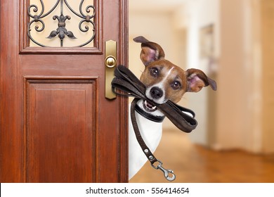 Jack russell  dog  waiting a the door at home with leather leash in mouth , ready to go for a walk with his owner
