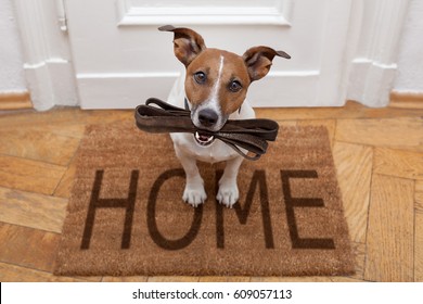 Jack russell dog  waiting a the door at home with leather leash, ready to go for a walk with his owner