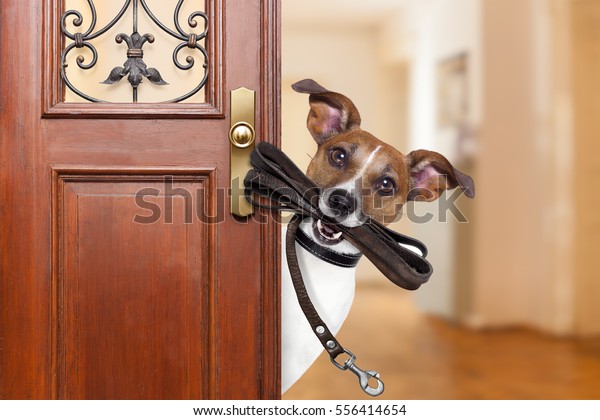 Jack\
russell  dog  waiting a the door at home with leather leash in\
mouth , ready to go for a walk with his\
owner