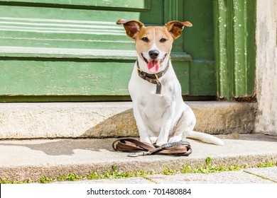 Jack Russell Dog Waiting For Owner To Play  And Go For A Walk With Leash Outdoors At The Door