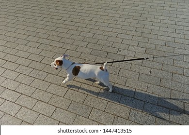 Jack Russell Dog Walking On The Street, View From Above