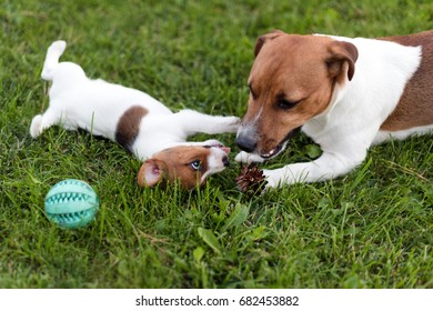 Jack Russell Dogs Playing On Grass Meadow. Puppy And Adult Dog Outside In The Park, Summer.
