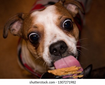 Jack Russell Eating Peanut Butter