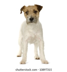 Jack Russell Front White Background Stock Photo 10897315 | Shutterstock