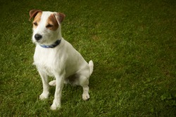 Jack Russell Parson Terrier Dog Sitting On Grass Lawn