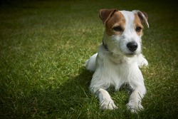 Jack Russell Parson Terrier Dog Lying On Grass Lawn