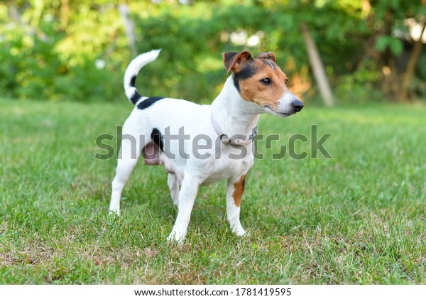 why are jack russells tails cut