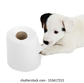 Jack Russell puppy caught playing in toilet paper